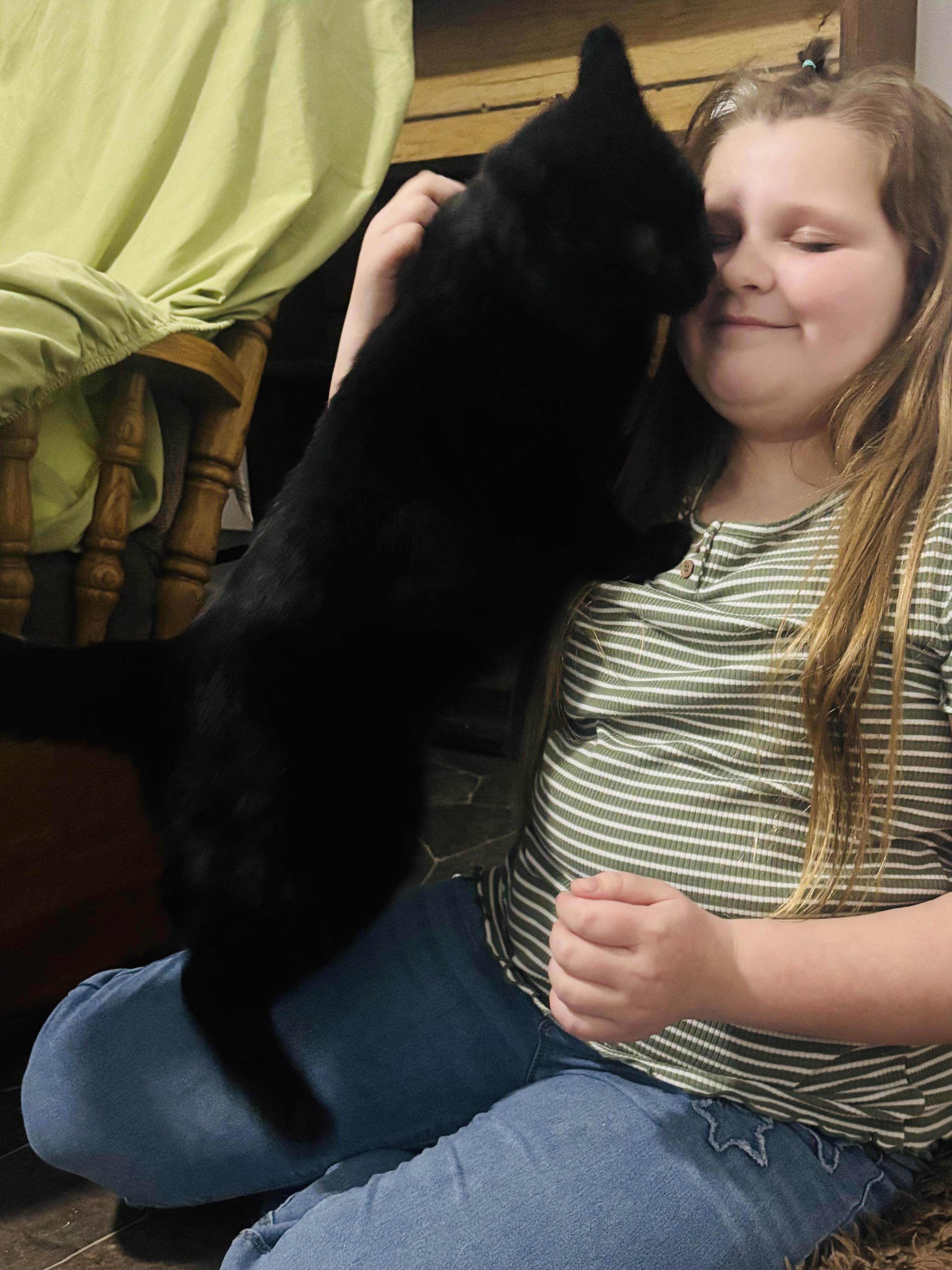 Mr. Personality! , Adoptable, Adult Male Maine Coon & Domestic Medium Hair.