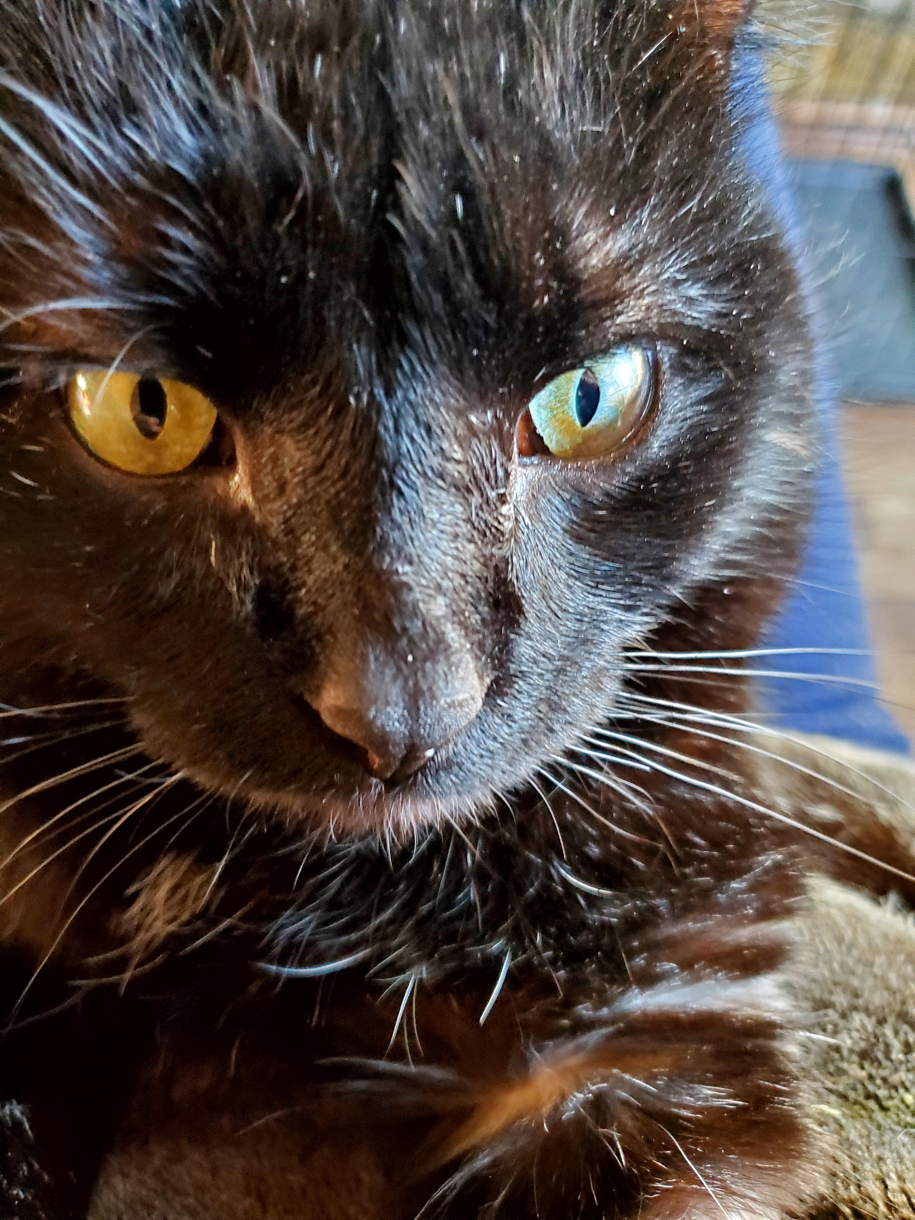 Mr. Personality! , a Adoptable mixed breed in Gladwin, MI image 3/6