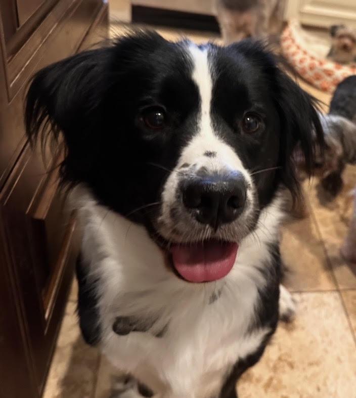 OOOreo the Low Rider, Adoptable, Adult Male Border Collie & Basset Hound.