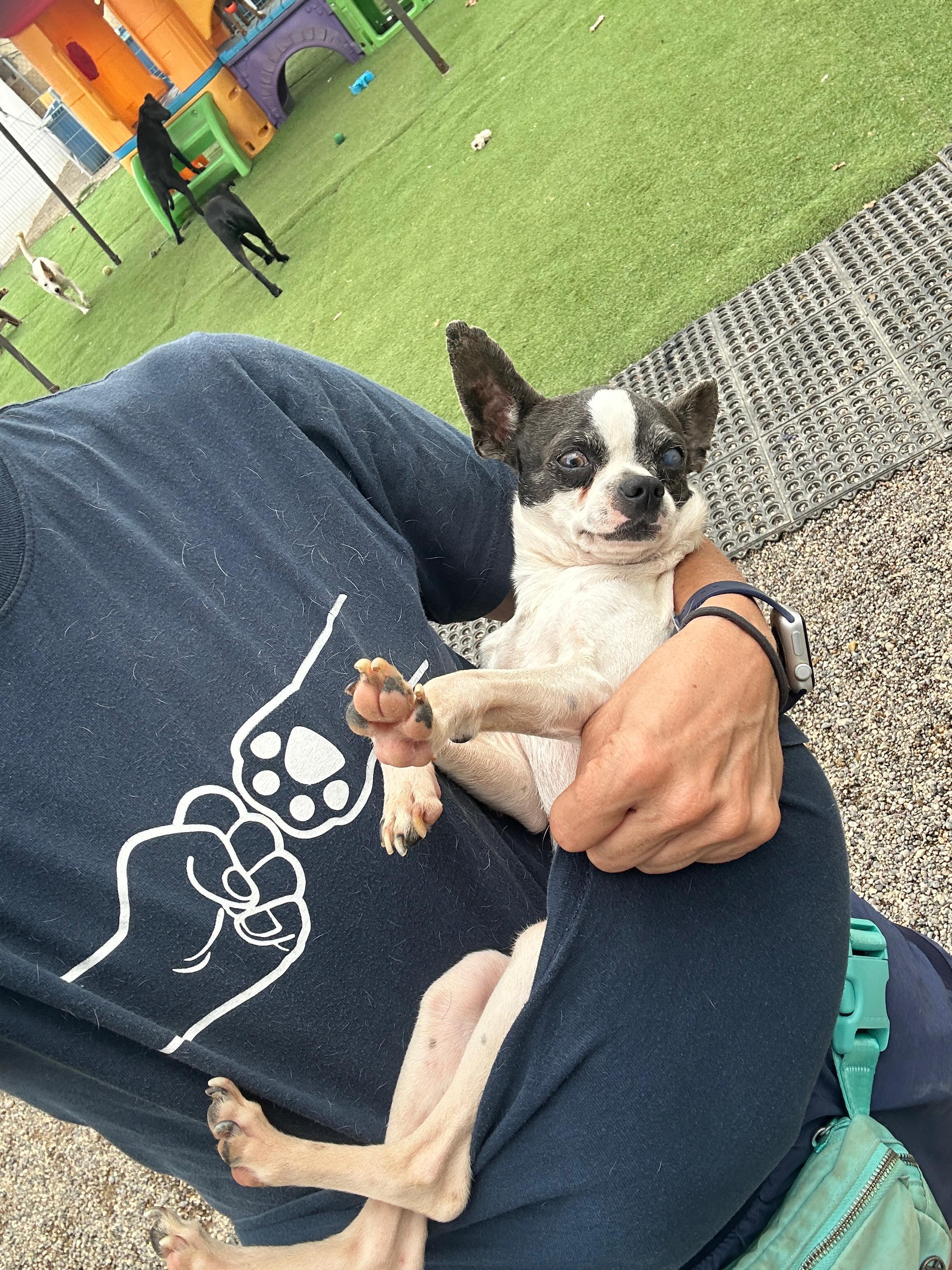 Raisin — thumbnail 4