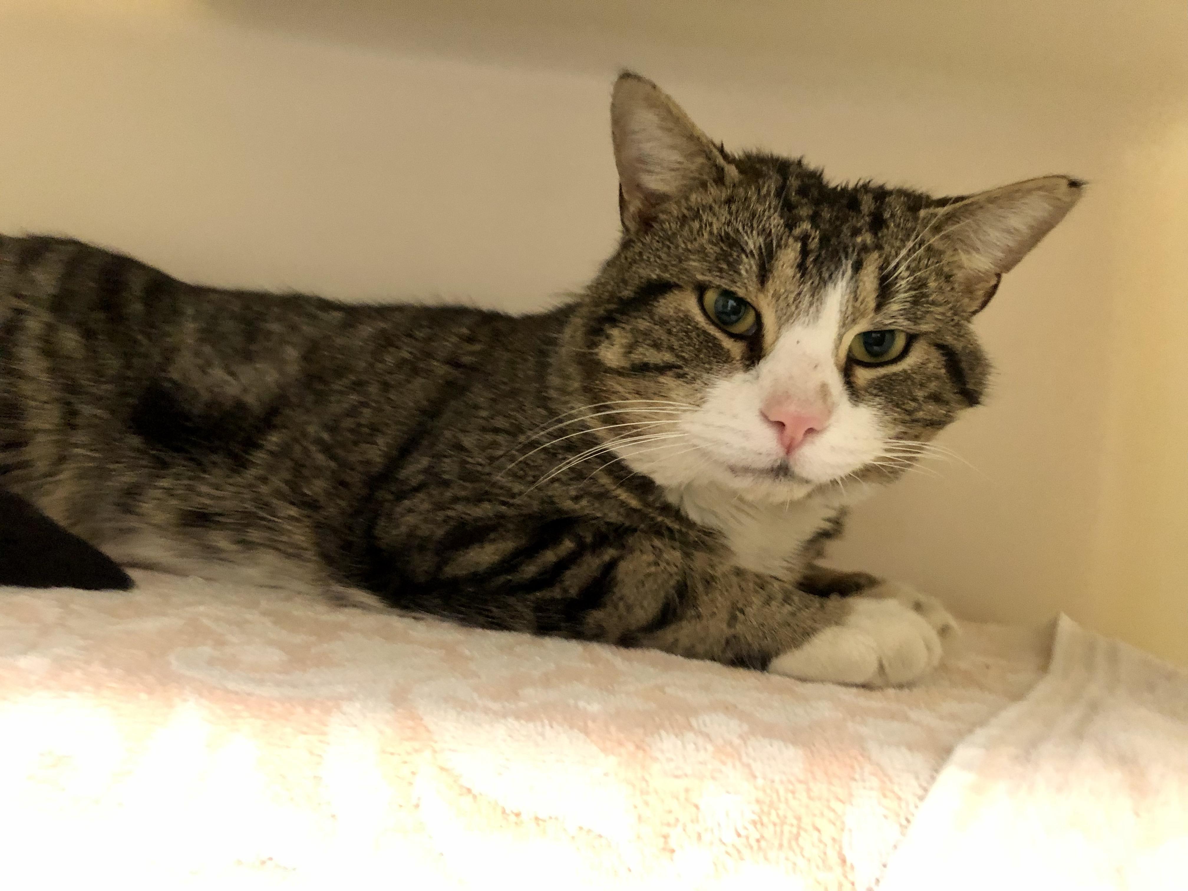 McDonald, an adopted Domestic Short Hair in Salisbury, MA image 2/4