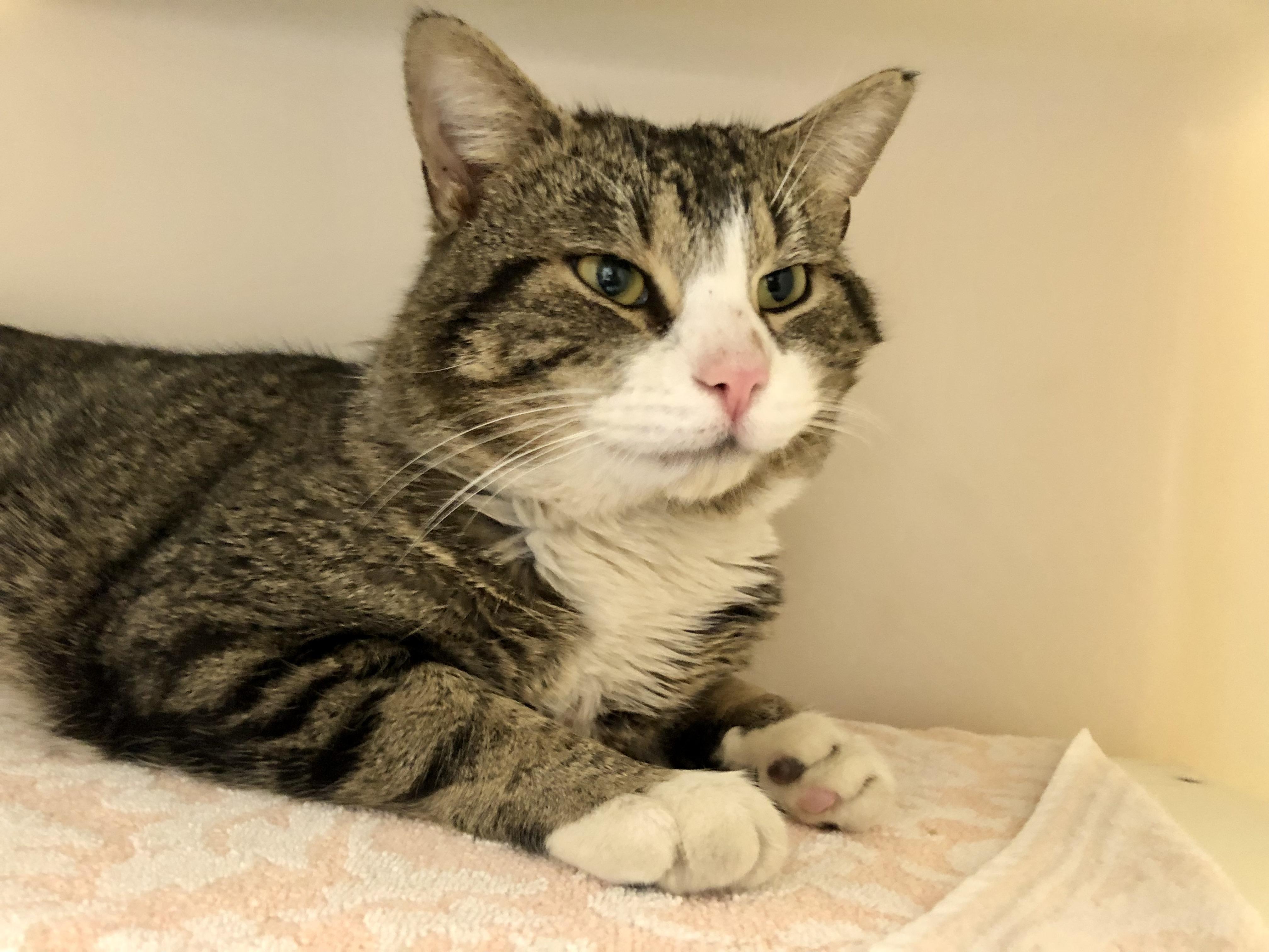 McDonald, an adopted Domestic Short Hair in Salisbury, MA image 1/4