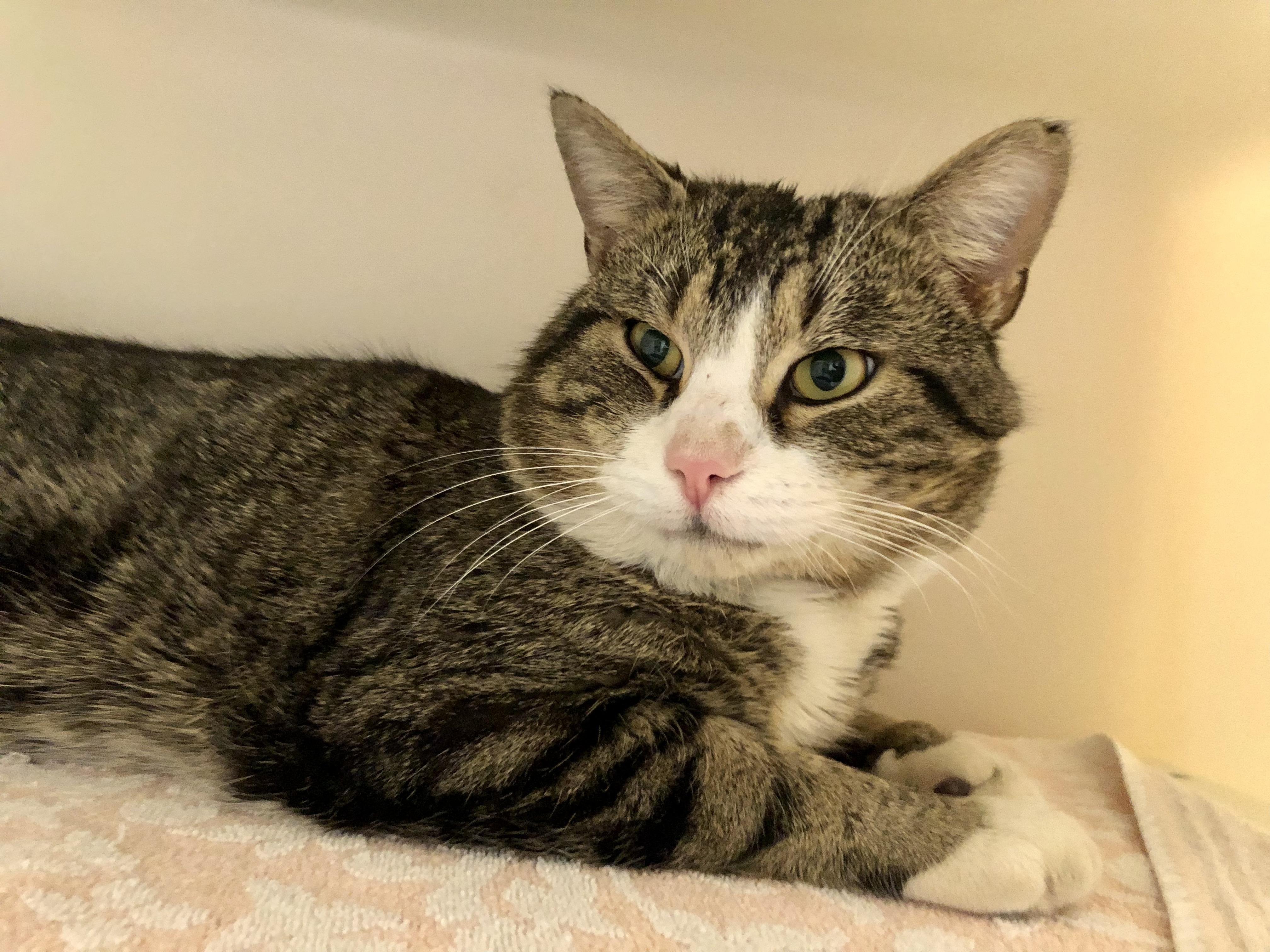 McDonald, an adopted Domestic Short Hair in Salisbury, MA image 4/4