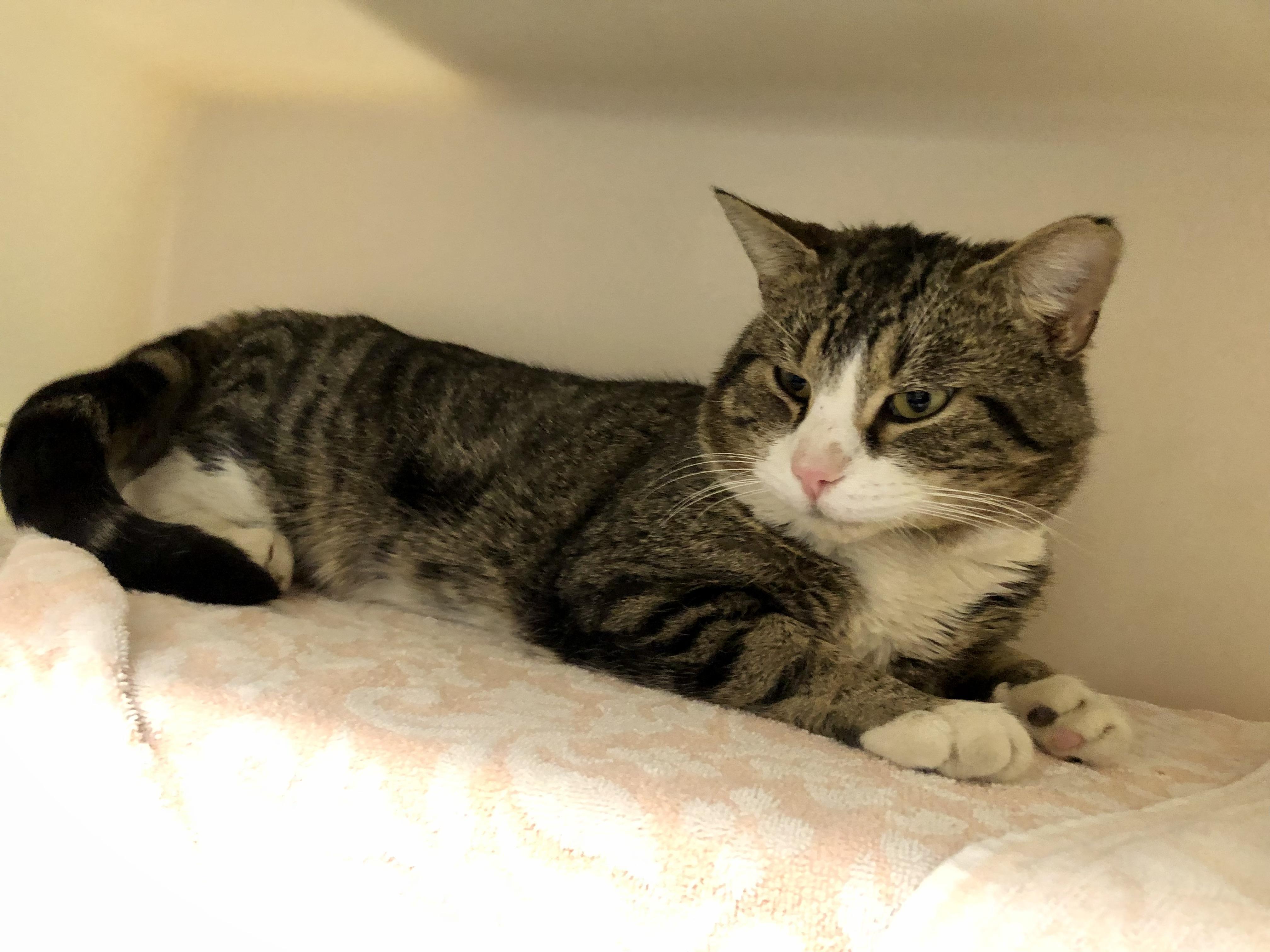 McDonald, an adopted Domestic Short Hair in Salisbury, MA image 3/4