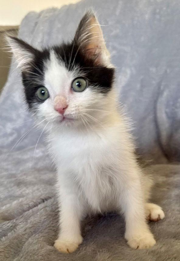 Enlarge Fudge, a Adoptable Domestic Short Hair in Nashville, TN image 1/3