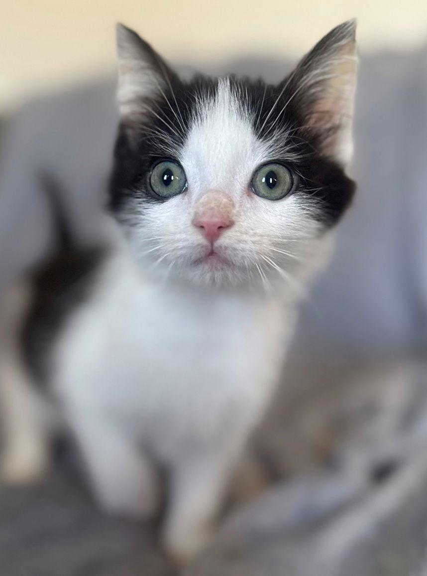 Enlarge Fudge, a Adoptable Domestic Short Hair in Nashville, TN image 2/3