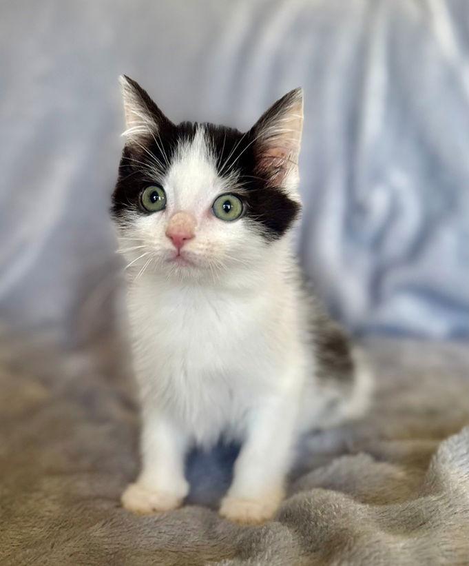 Enlarge Fudge, a Adoptable Domestic Short Hair in Nashville, TN image 3/3