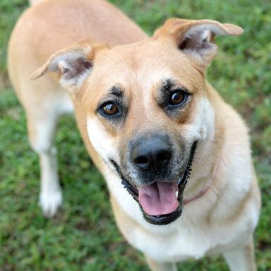 Enlarge Ella, a Adoptable mixed breed in Fort Leavenworth, KS image 1/6