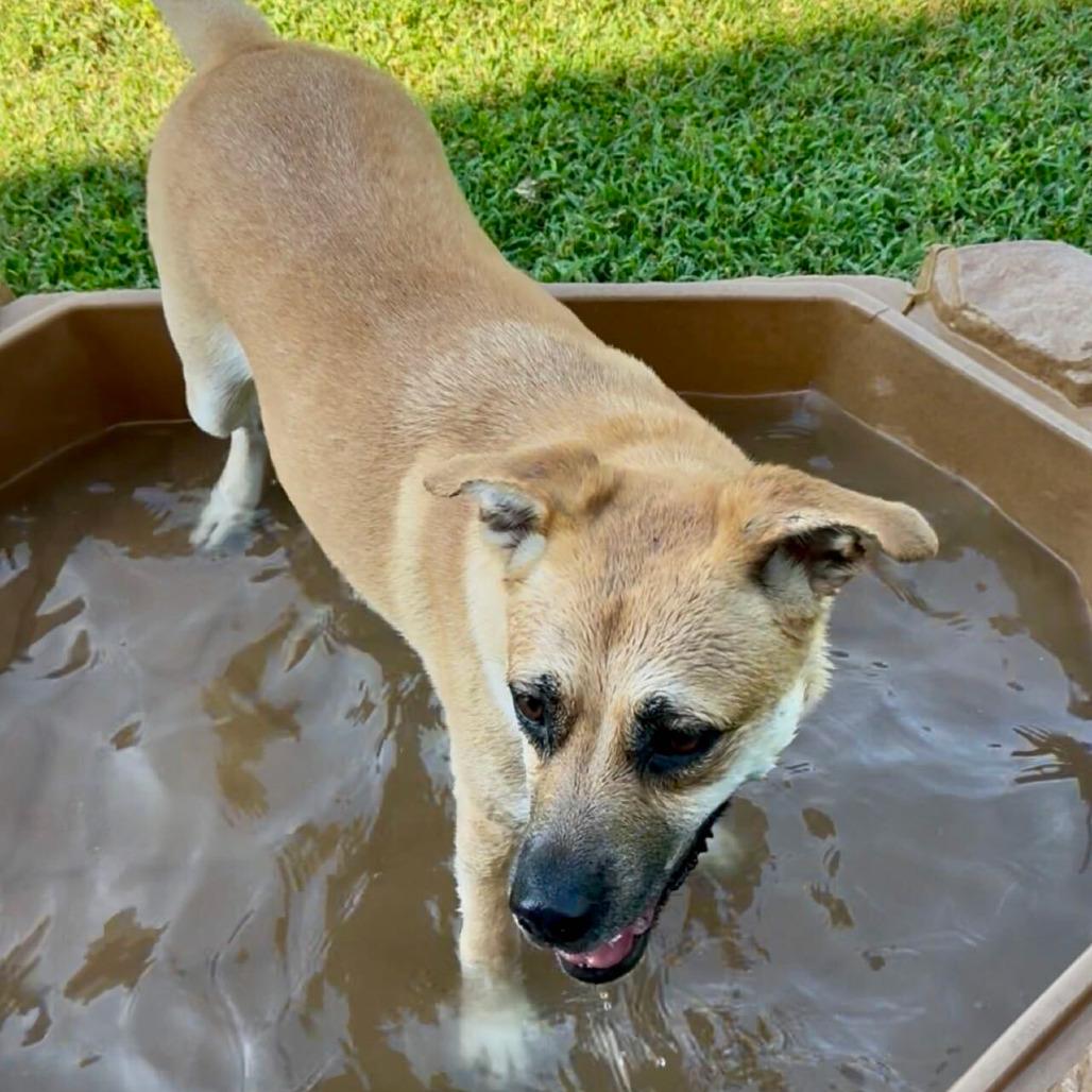 Enlarge Ella, a Adoptable mixed breed in Fort Leavenworth, KS image 5/6