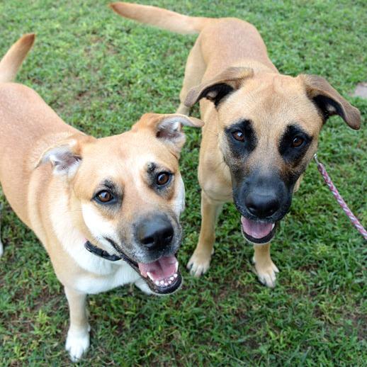 Enlarge Ella, a Adoptable mixed breed in Fort Leavenworth, KS image 6/6
