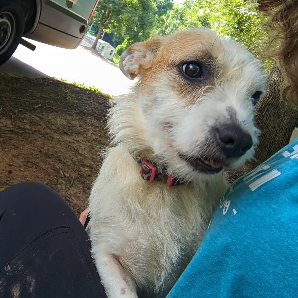 dahlia, a Adoptable mixed breed in Bradenton, FL image 1/2