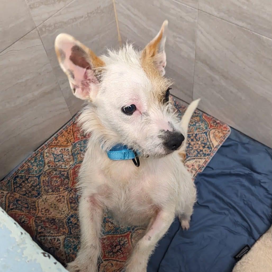dahlia, a Adoptable mixed breed in Bradenton, FL image 2/2