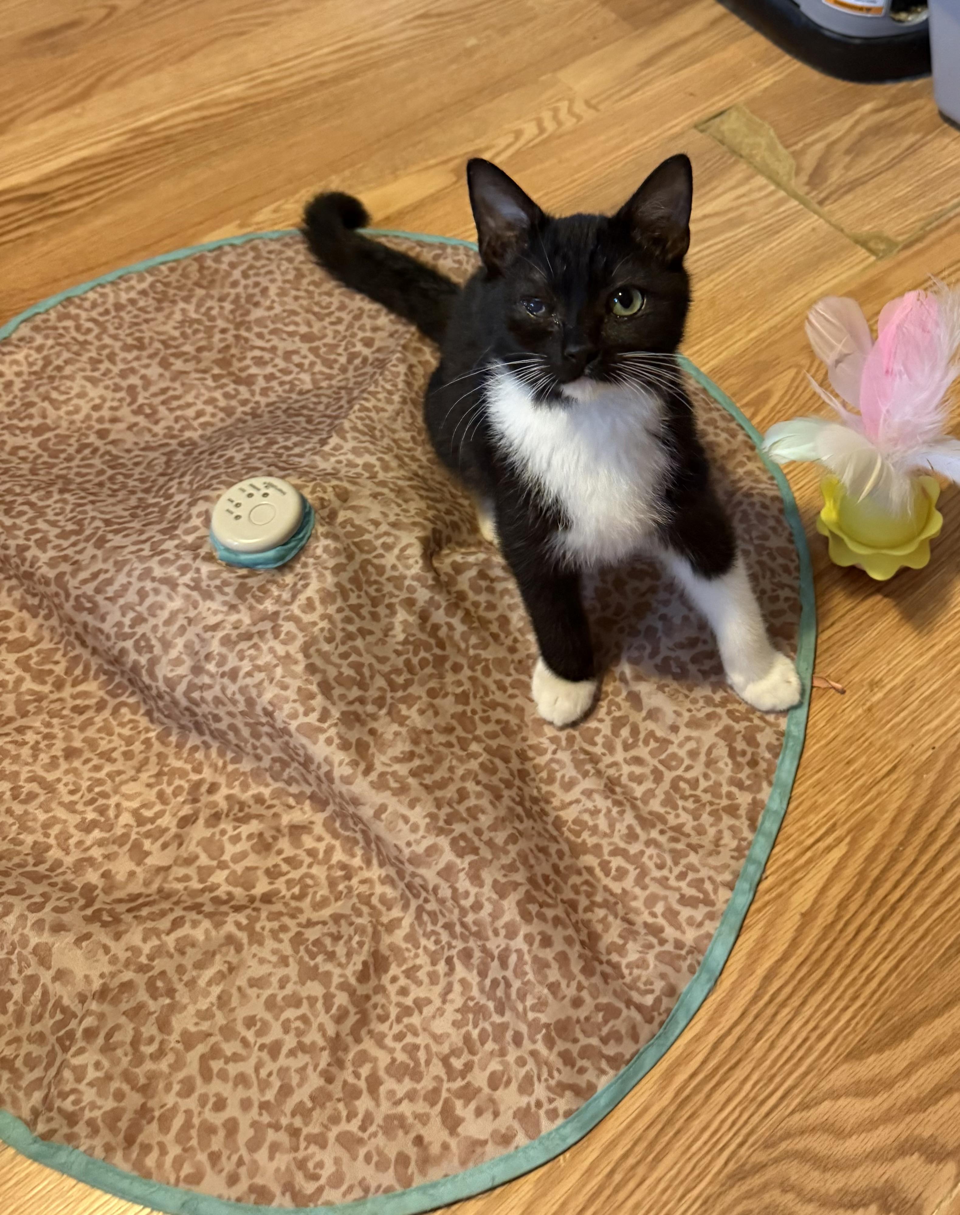 Enlarge Hugo, a ADOPTABLE Domestic Short Hair in Davidson, NC image 1/3