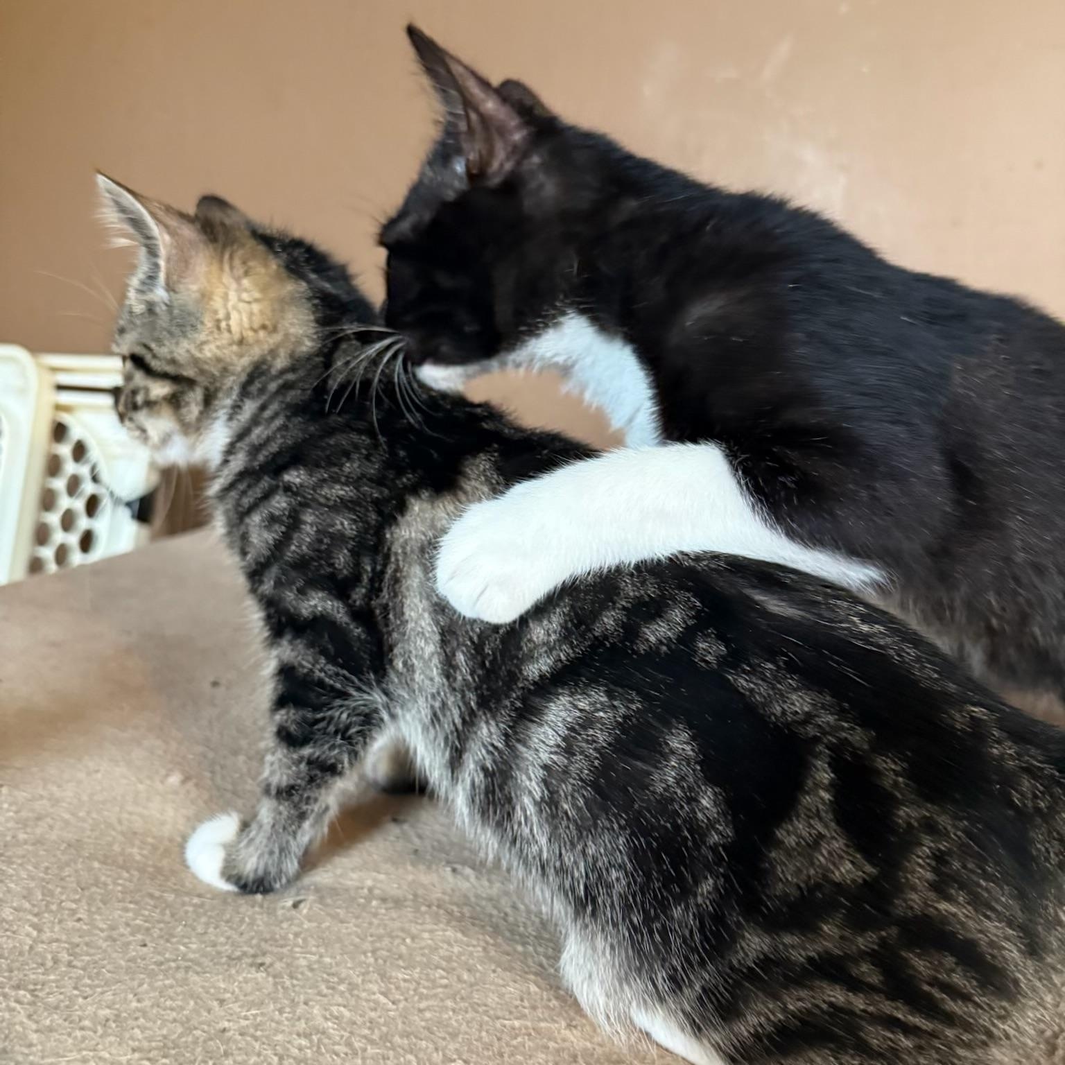 Enlarge Hugo, a ADOPTABLE Domestic Short Hair in Davidson, NC image 2/3