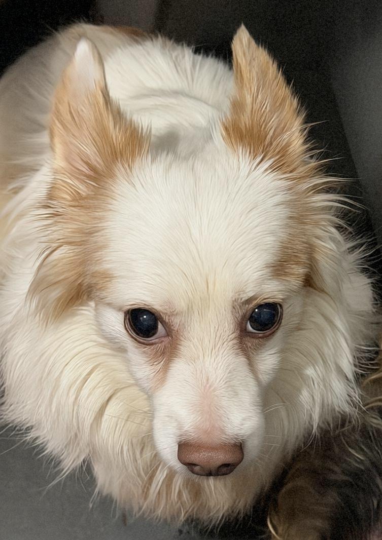 Enlarge Bern, a Adopted mixed breed in Tarzana, CA image 2/3