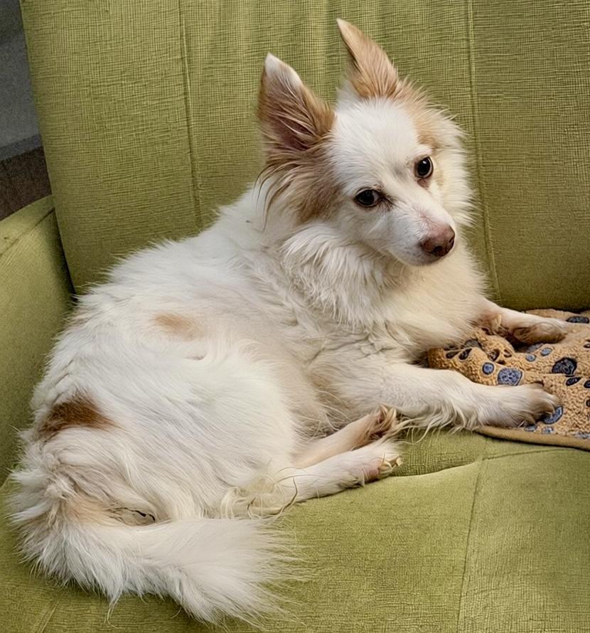Bern, Adopted, Senior Male Pomeranian & Chihuahua.