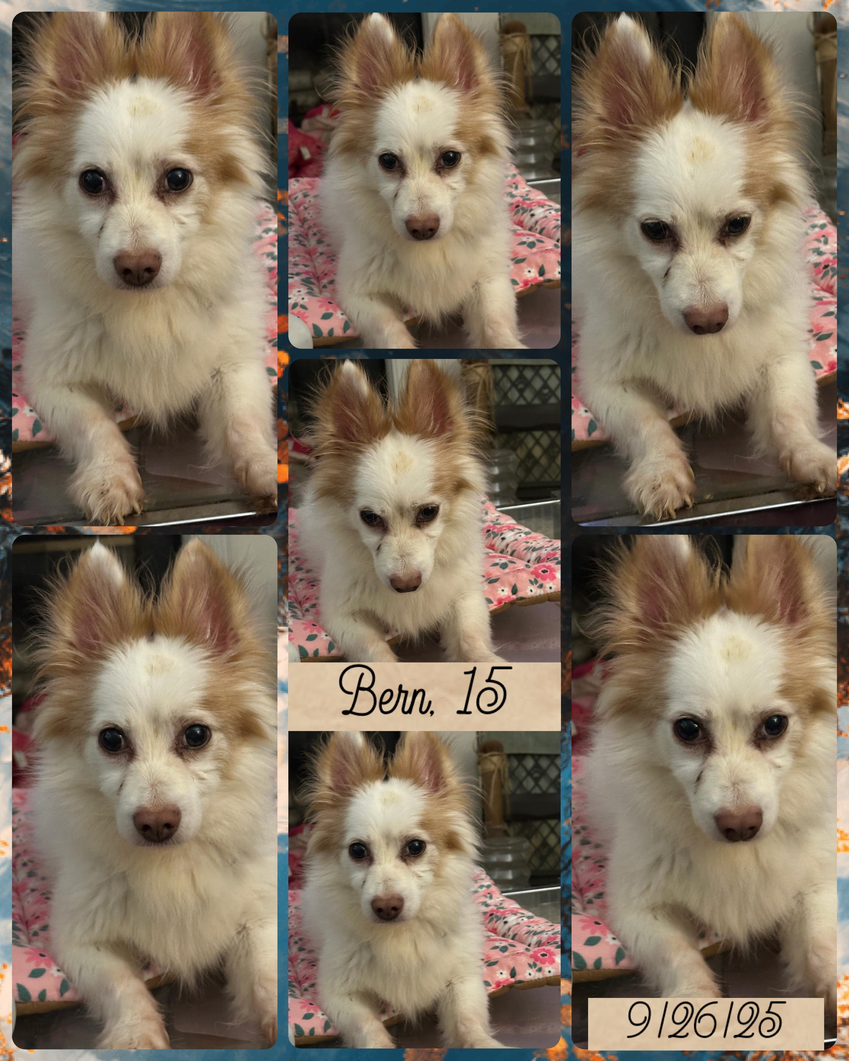 Enlarge Bern, a Adopted mixed breed in Tarzana, CA image 3/3
