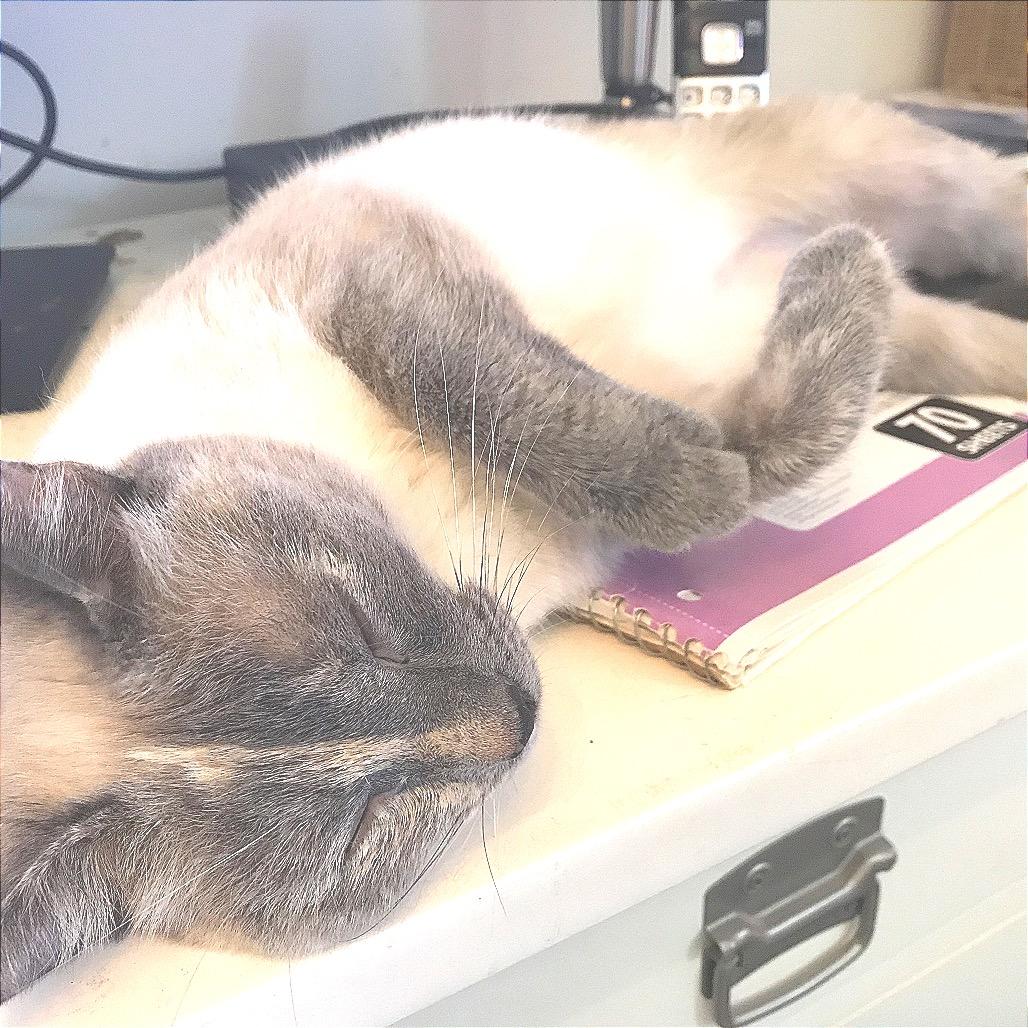 Dew Drop Fairy, Adoptable, Adult Female Siamese & Mixed Breed.