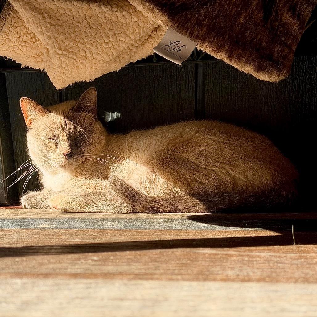 Enlarge Dew Drop Fairy, a Adoptable mixed breed in Fredericksburg, VA image 2/6