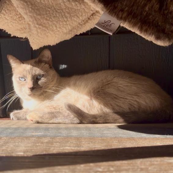 Enlarge Dew Drop Fairy, a Adoptable mixed breed in Fredericksburg, VA image 3/6