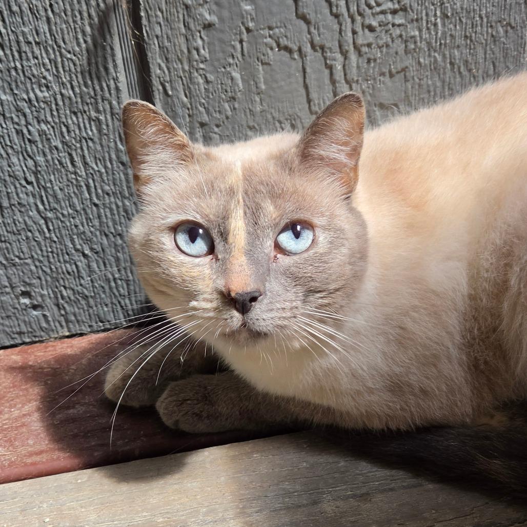 Enlarge Dew Drop Fairy, a Adoptable mixed breed in Fredericksburg, VA image 5/6