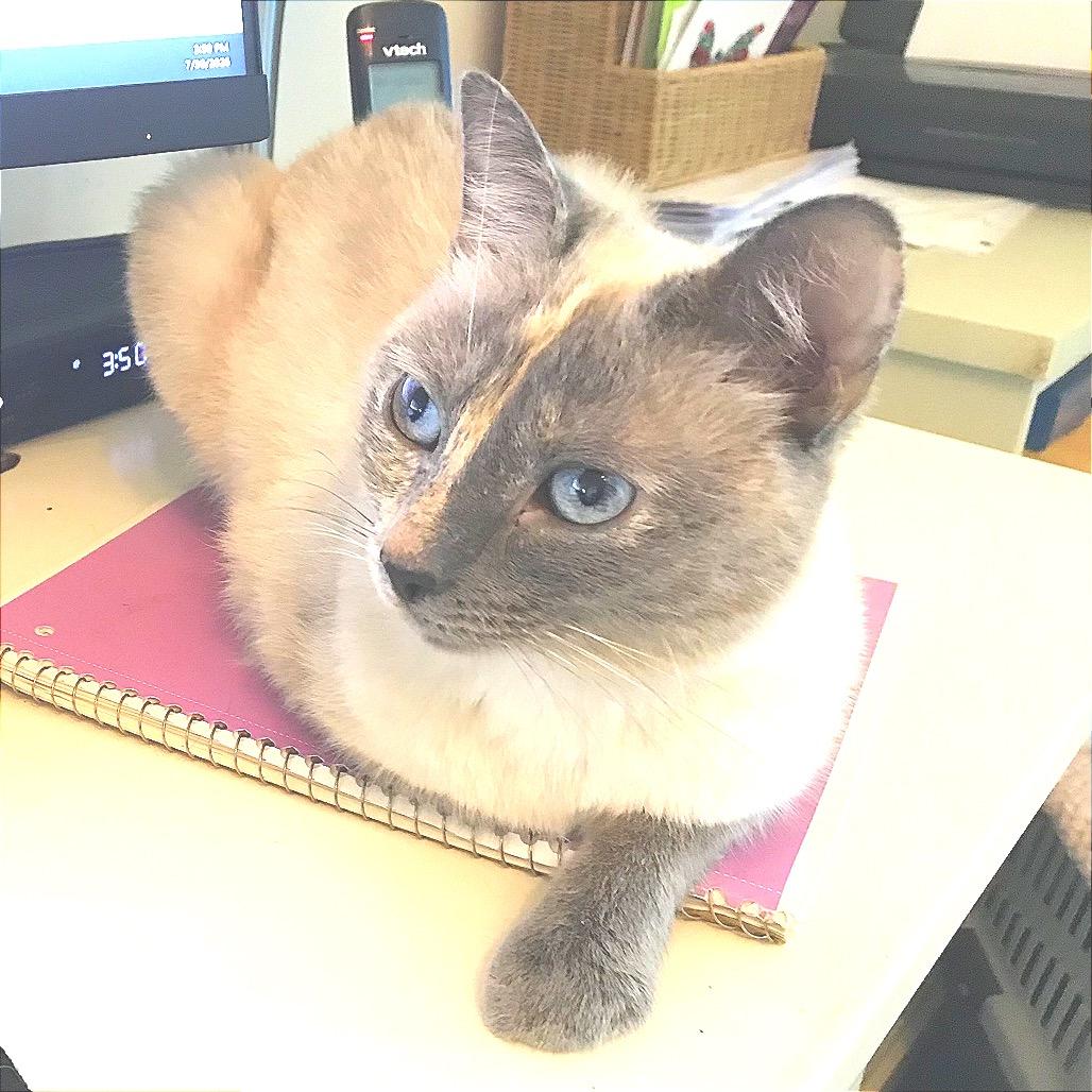 Enlarge Dew Drop Fairy, a Adoptable mixed breed in Fredericksburg, VA image 6/6