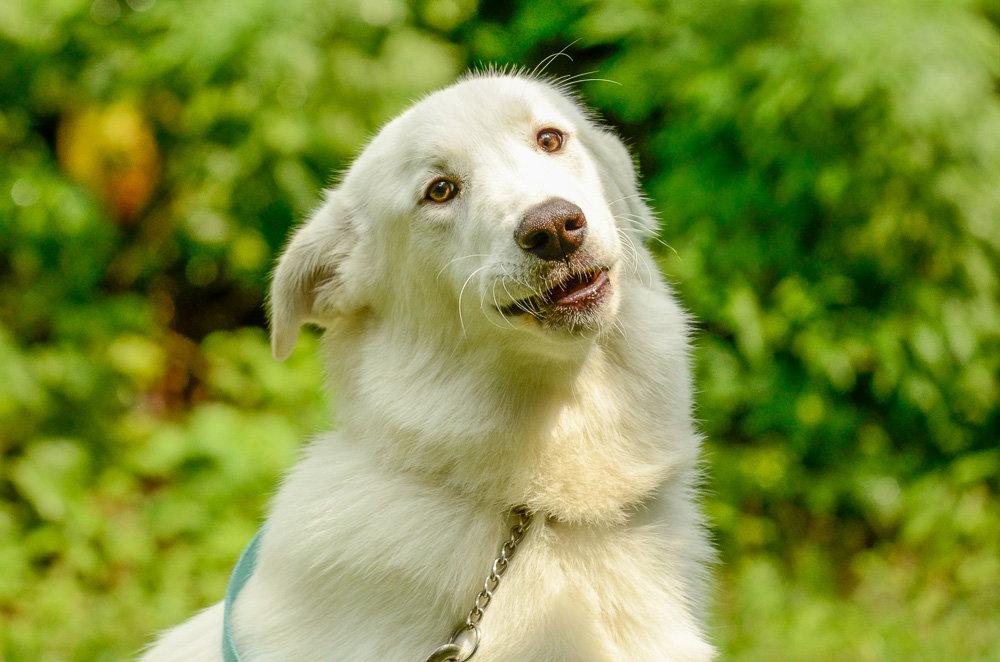 Treasure, Adopted, Young Female Shepherd.