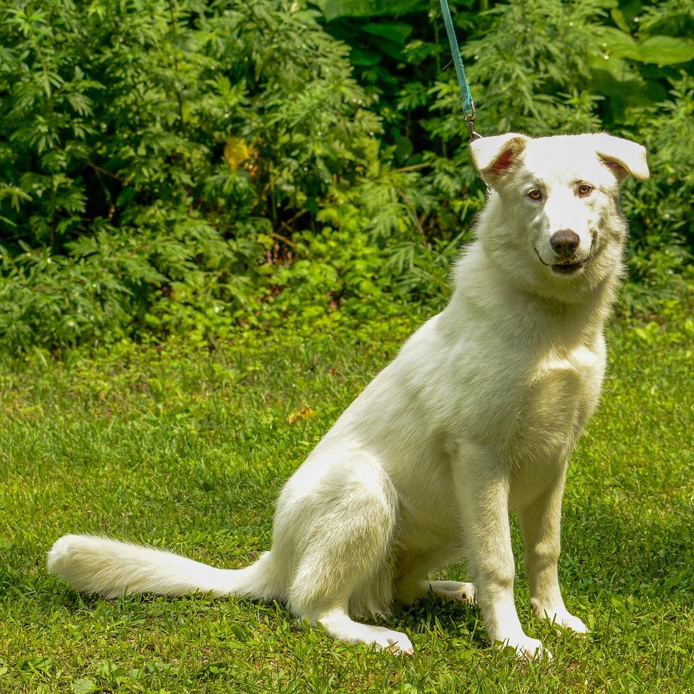 Treasure, a Adopted Shepherd in Brick, NJ image 2/3