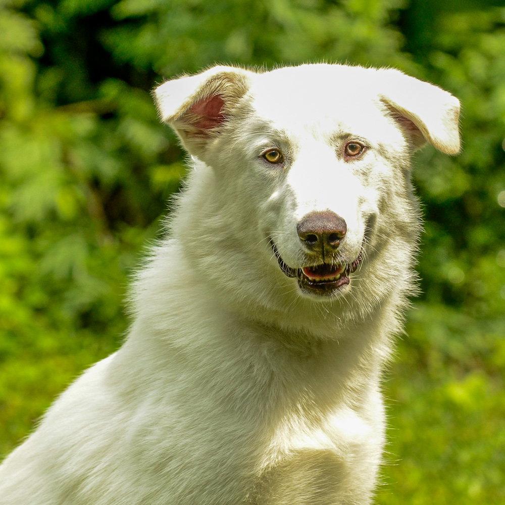 Treasure, a Adopted Shepherd in Brick, NJ image 3/3