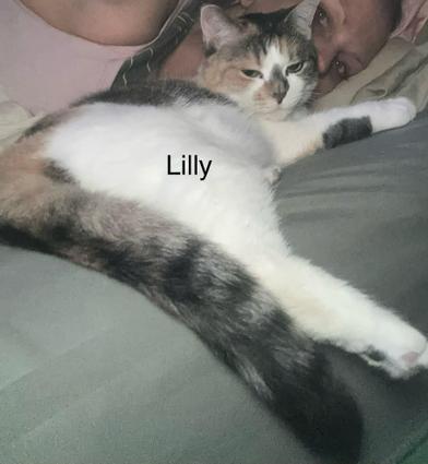Lilly — thumbnail 2