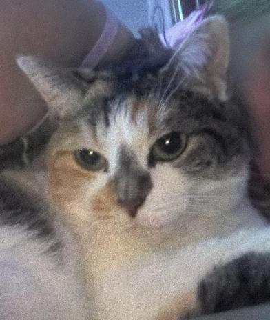 Lilly — thumbnail 3