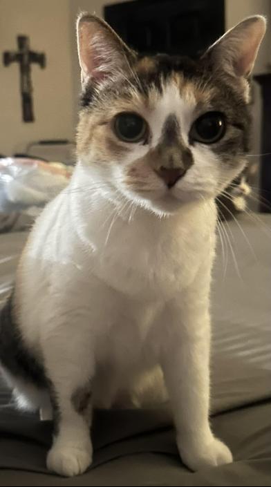 Lilly — thumbnail 4