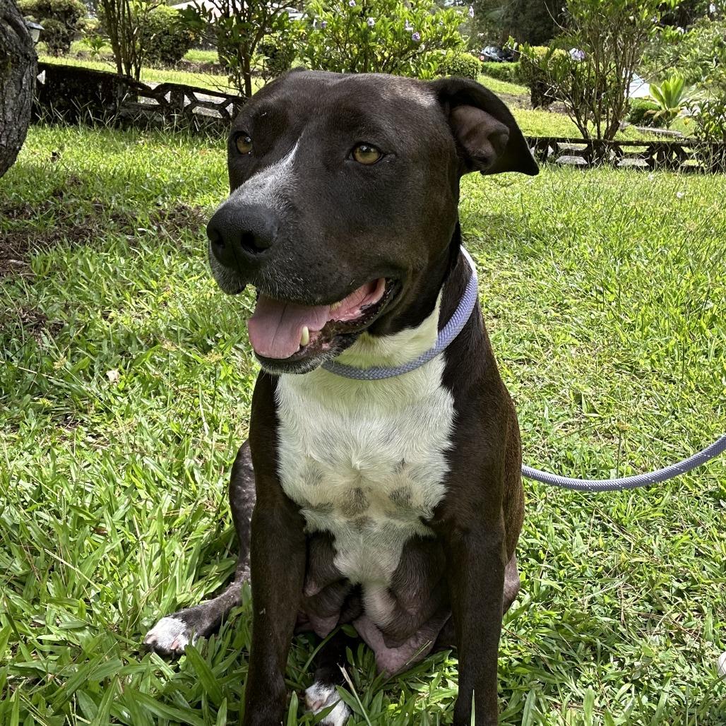Enlarge Sonny and Cher Litter: (Mom) Cher, a Adoptable Mixed Breed in Keaau, HI image 1/4