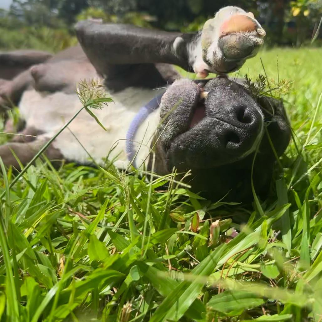 Enlarge Sonny and Cher Litter: (Mom) Cher, a Adoptable Mixed Breed in Keaau, HI image 2/4
