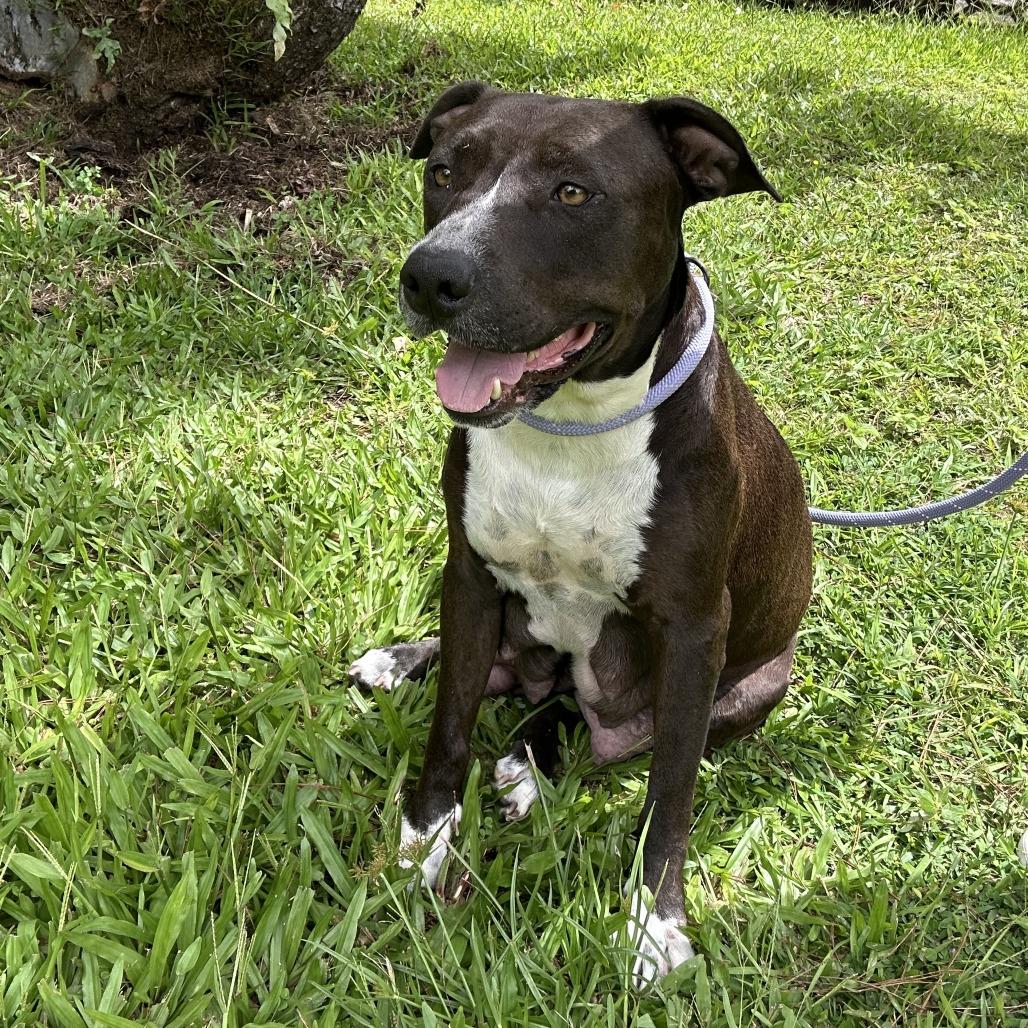 Enlarge Sonny and Cher Litter: (Mom) Cher, a Adoptable Mixed Breed in Keaau, HI image 3/4