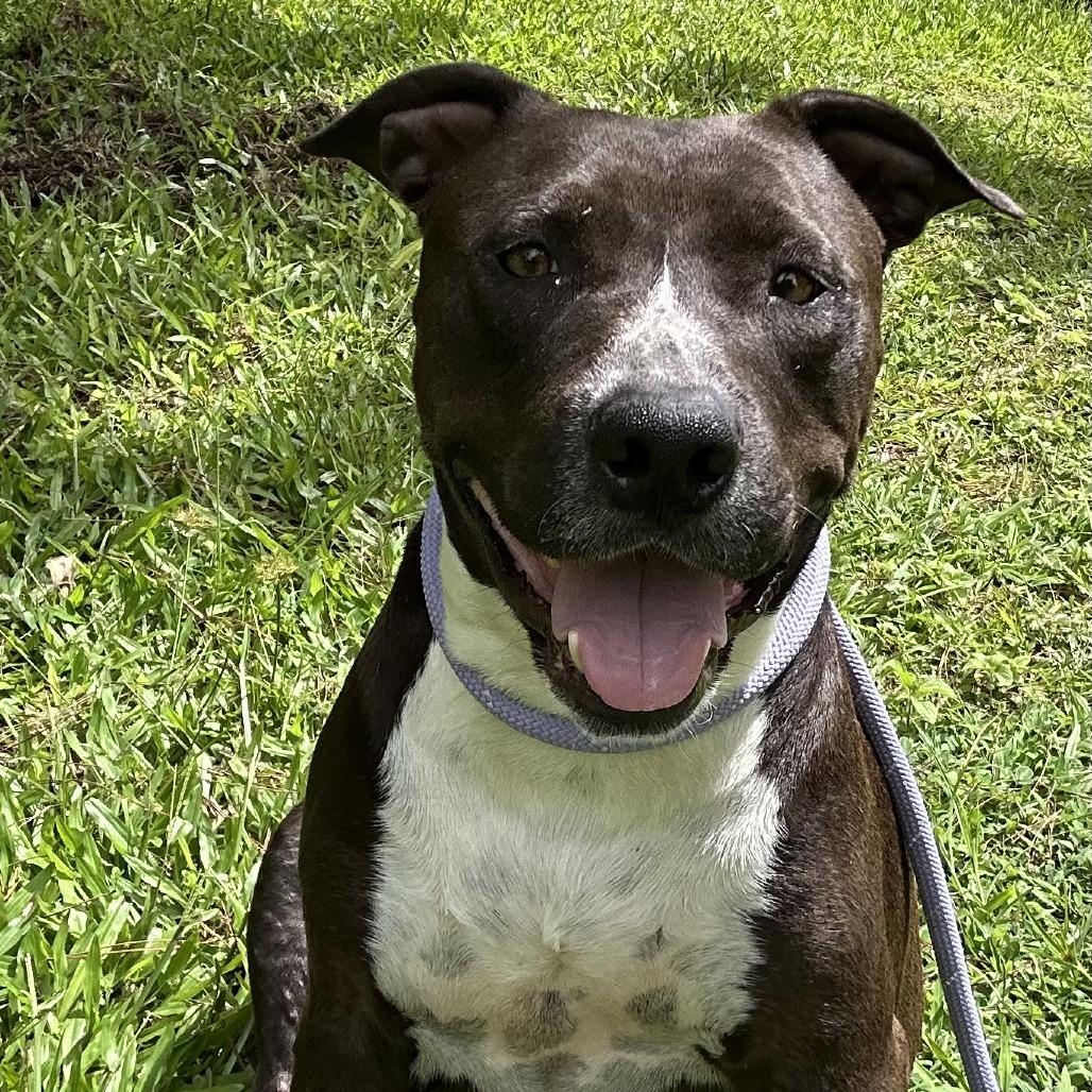 Enlarge Sonny and Cher Litter: (Mom) Cher, a Adoptable Mixed Breed in Keaau, HI image 4/4