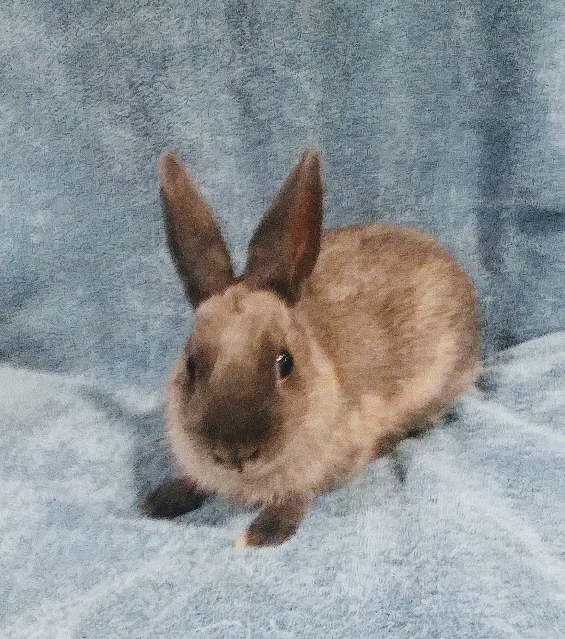Guppy, a Adoptable Bunny Rabbit in Lake Elsinore, CA image 3/10