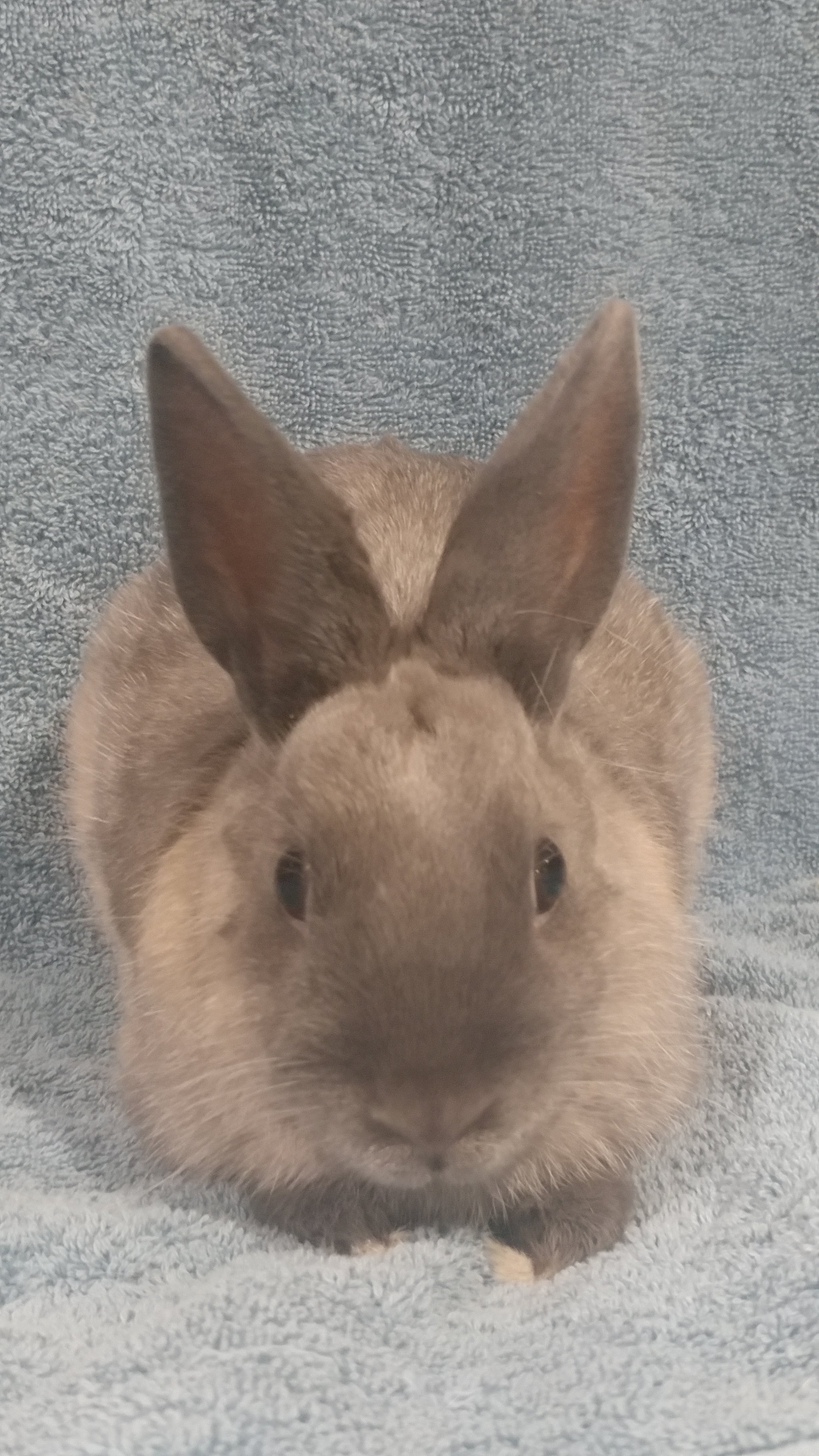 Guppy, a Adoptable Bunny Rabbit in Lake Elsinore, CA image 4/10