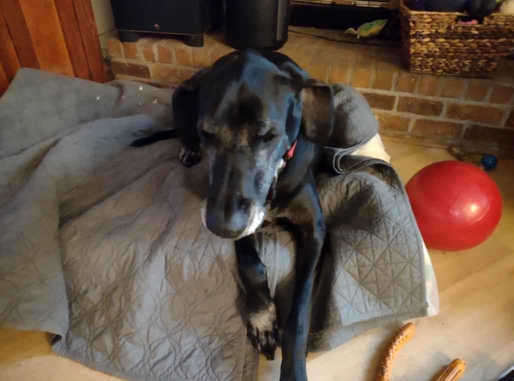 Enlarge Kane, a Adoptable Great Dane in Bonneau, SC image 1/1