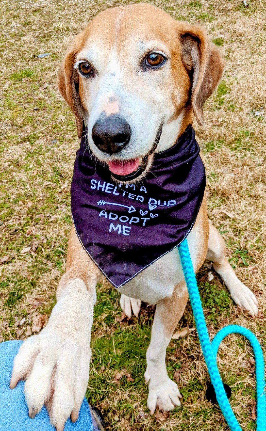 Enlarge Pongo Beaufort, a Adoptable mixed breed in Rockaway, NJ image 1/3