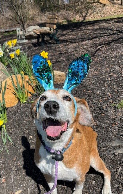 Enlarge Pongo Beaufort, a Adoptable mixed breed in Rockaway, NJ image 3/3