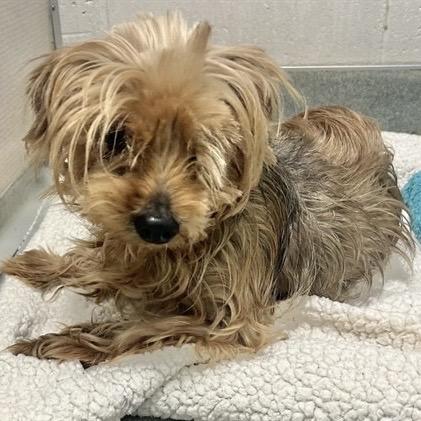Funyun, Adoptable, Senior Male Yorkshire Terrier.