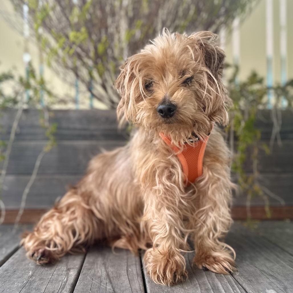 Enlarge Funyun, a Adoptable Yorkshire Terrier in Pacific Grove, CA image 2/6