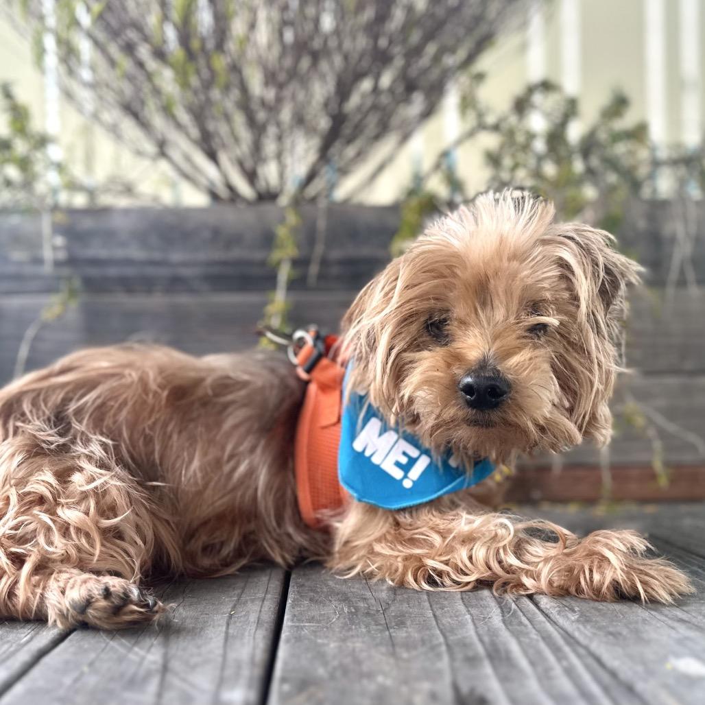 Enlarge Funyun, a Adoptable Yorkshire Terrier in Pacific Grove, CA image 3/6