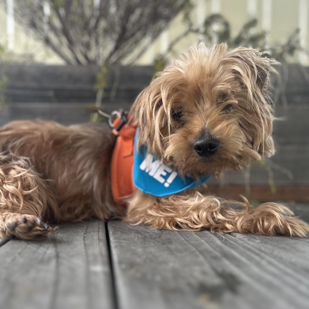 Enlarge Funyun, a Adoptable Yorkshire Terrier in Pacific Grove, CA image 5/6