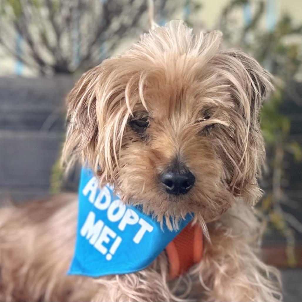 Enlarge Funyun, a Adoptable Yorkshire Terrier in Pacific Grove, CA image 6/6