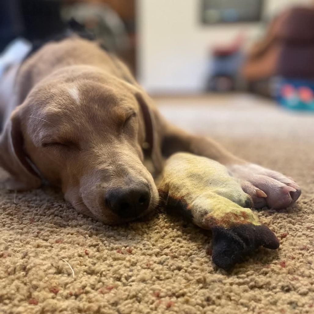 Enlarge Milo, a Adoptable Mixed Breed in Duncan, OK image 1/6