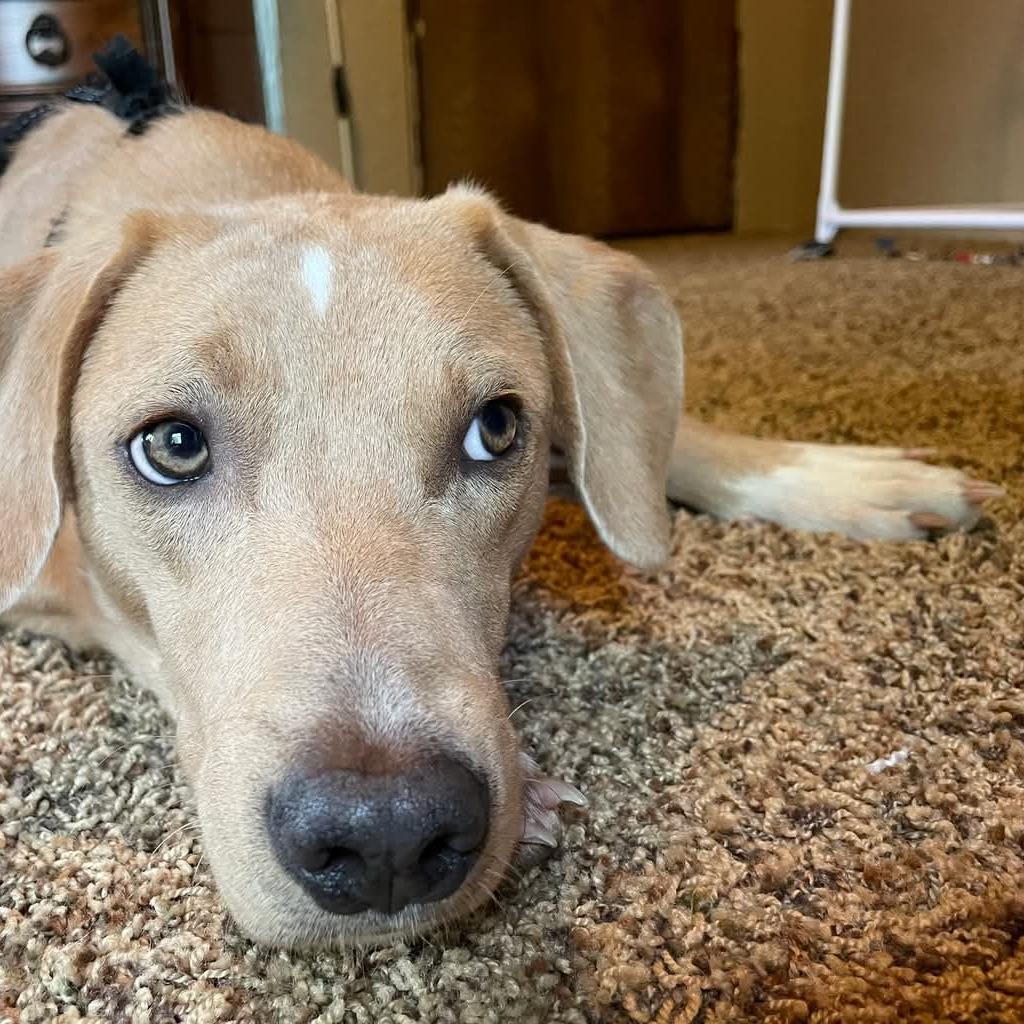 Enlarge Milo, a Adoptable Mixed Breed in Duncan, OK image 2/6