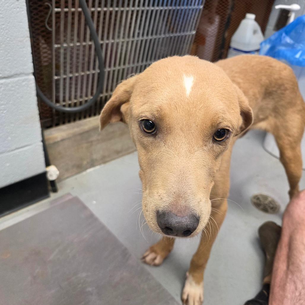 Enlarge Milo, a Adoptable Mixed Breed in Duncan, OK image 3/6