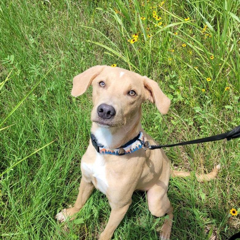Enlarge Milo, a Adoptable Mixed Breed in Duncan, OK image 4/6